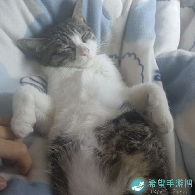 地球末日：生存刷野猪，狼都可以用僵尸屁股蹲，鹿狐狸用夹子秒杀全攻略