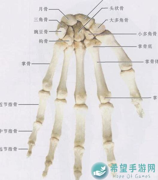 手残党必看！5个诸神皇冠先祖重骑培养路线全攻略，更新功能解析大揭秘！