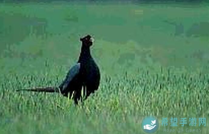 春朝贺岁年兽全服挑战攻略：斗罗大陆：武魂觉醒阵容搭配秘籍