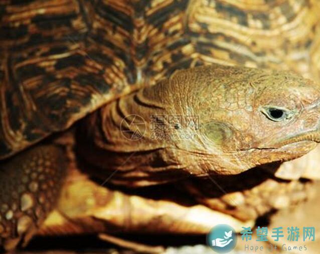 龟速整理：那些你可能用得到的小技巧，帮助你成为战神!