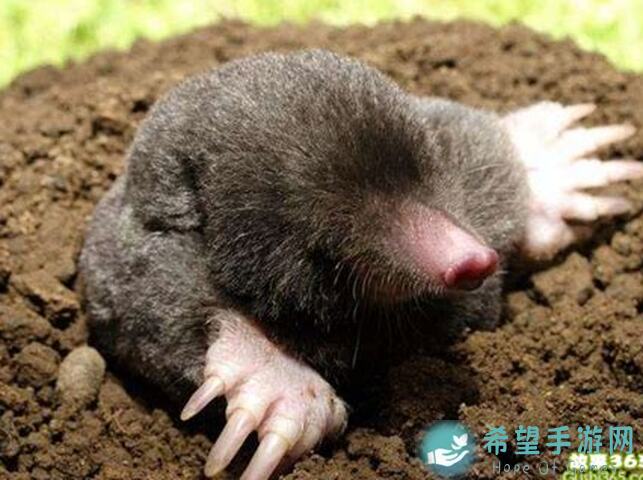 鼹鼠同行：森林之家果汁配方全166种秘籍大公开！