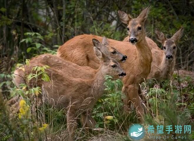 动物森林小白新手攻略：开局3只老鼠的超实用技巧