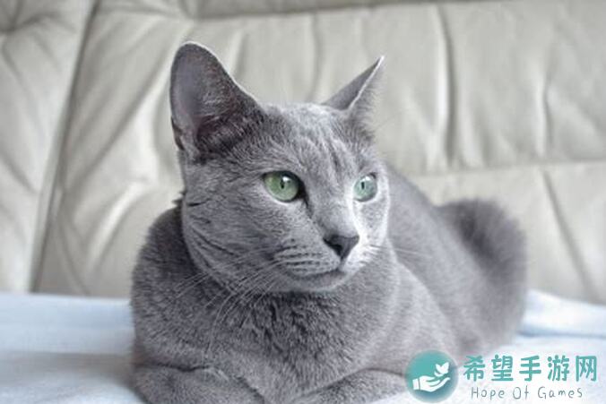 猫电锯吸血鬼即将上线！另一个伊甸国服全面攻略大揭秘