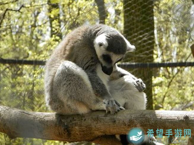 动物王者动物应对秘籍：我的独特视角与策略