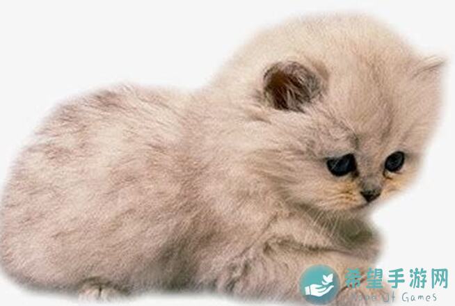 猫之城新人篇：独家攻略组揭秘，解锁内容全解析，新手必看攻略指南！