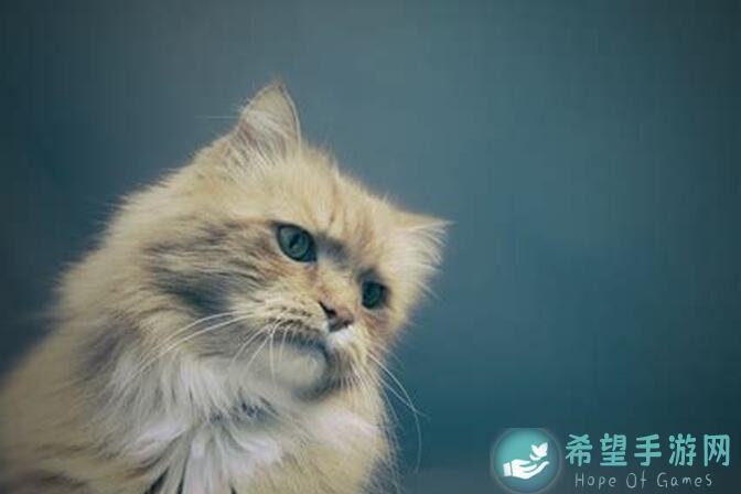 猫和老鼠大揭秘：深度解析佩克斯的独特理解与战术攻略！