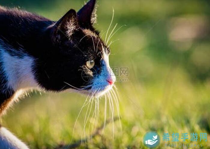 狩猎时刻暴击流必看！打造高效战力攻略，教你一击必杀的实用技巧！