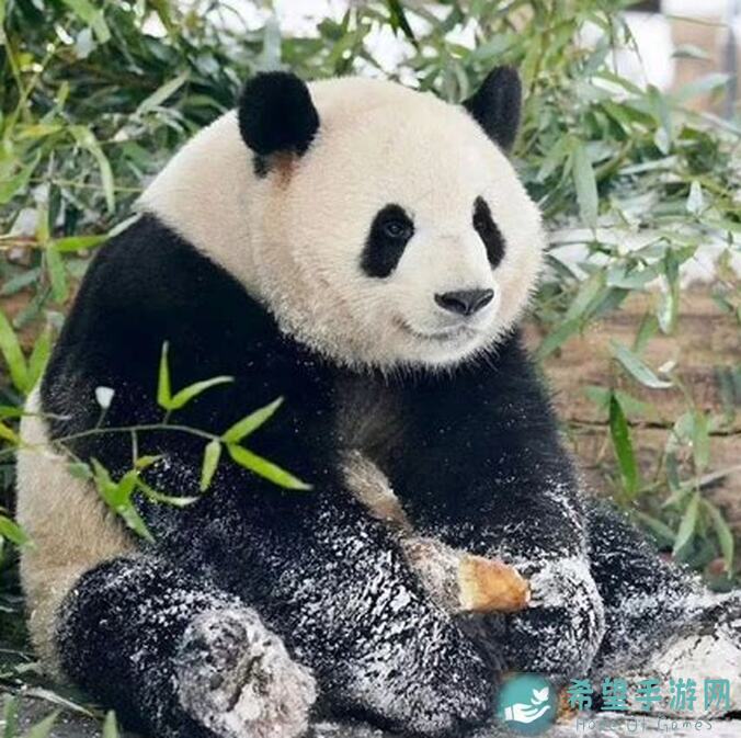 熊猫元润搭配指南：最强祖师大神团投稿，前期爬塔必备好帮手攻略！